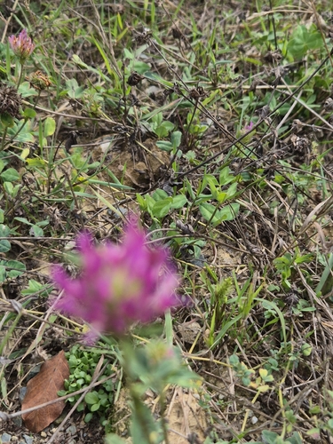 Red Clover