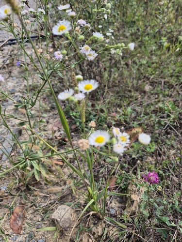 annual fleabane
