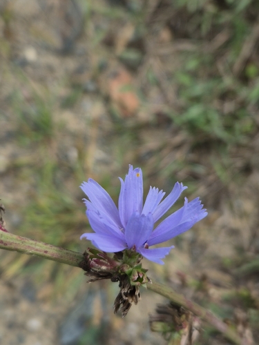 chicory