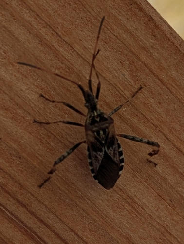 Western Conifer Seed Bug