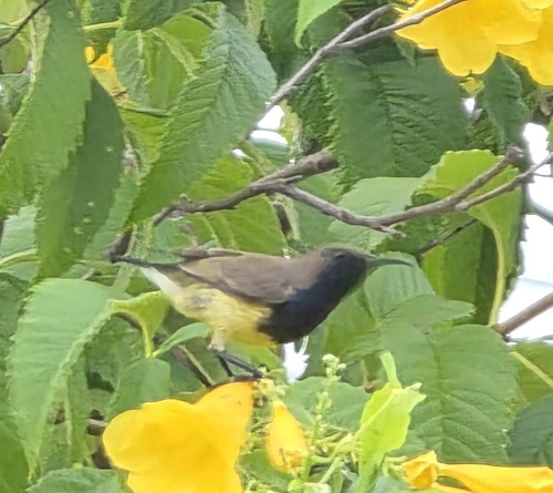 Ornate Sunbird