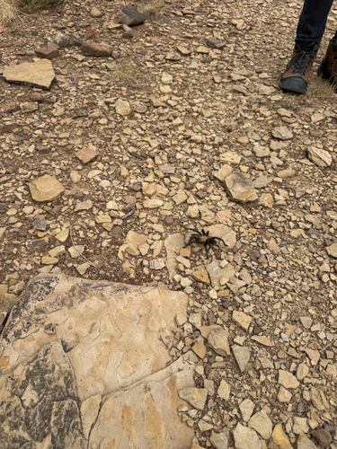 Texas Brown Tarantula