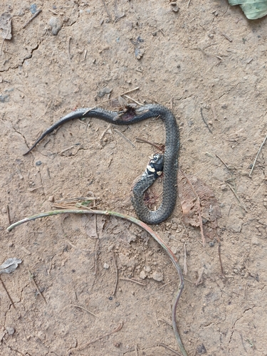grass snake