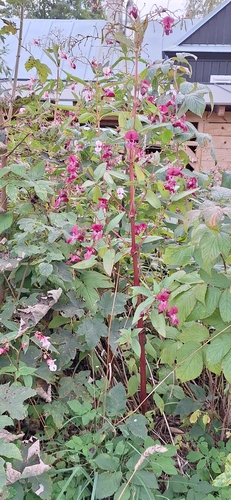 Himalayan balsam