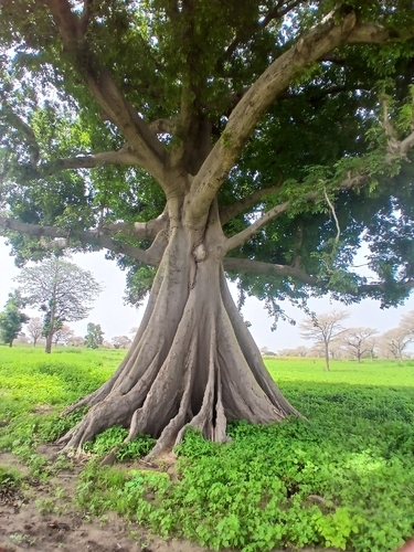 Kapok Tree