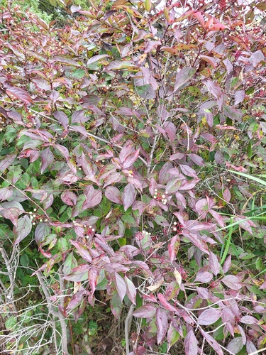 gray dogwood
