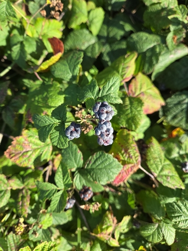 European dewberry