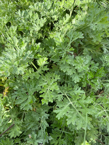 absinthe wormwood