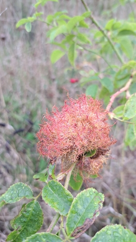 Mossy Rose Gall Wasp
