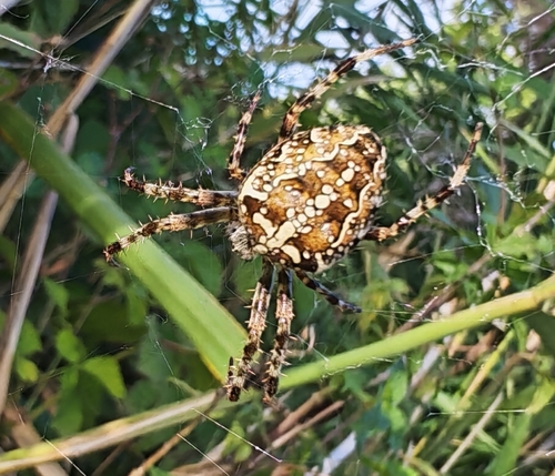 Cross Orbweaver