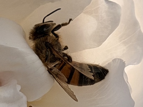 Western Honey Bee