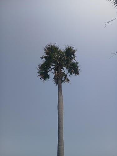 Borassus akeassii