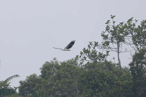 White-bellied Sea-Eagle