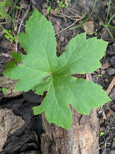 Goldenseal