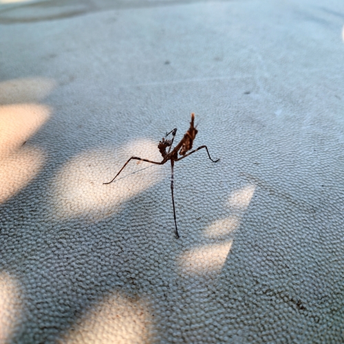 Mediterranean Conehead Mantis