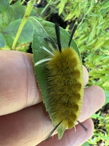 Banded Tussock Moth