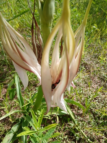 Crinum ornatum