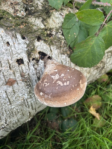 birch polypore