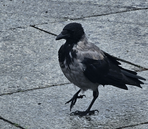 Hooded Crow