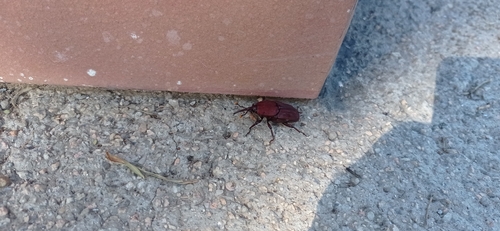 Red Palm Weevil