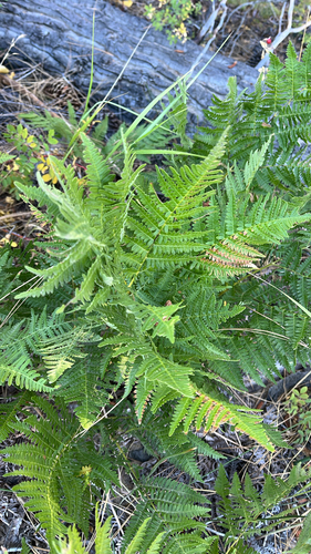 common bracken