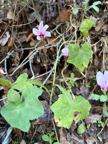 Ivy-leaved cyclamen