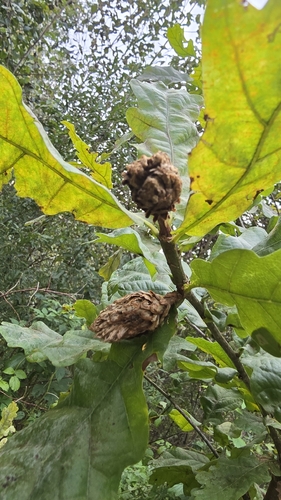 Oak Artichoke Gall Wasp