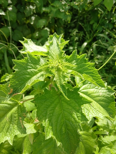 Comb Bushmint