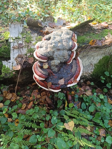 Red-banded Polypore