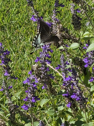 Spicebush Swallowtail
