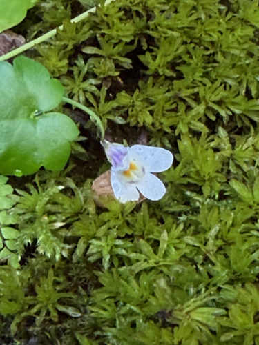 Ivy-leaved toadflax