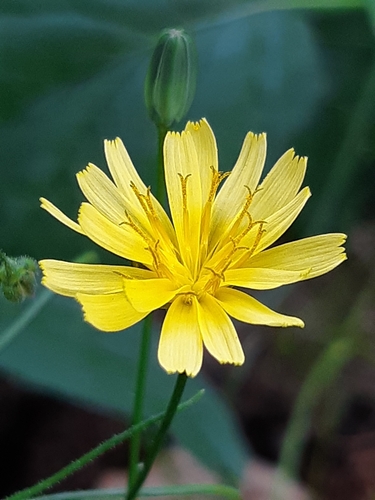 nipplewort