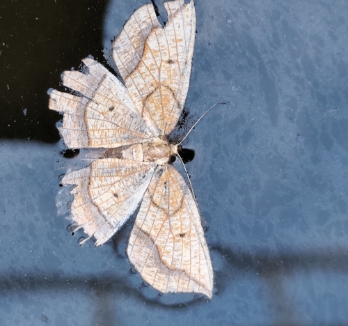 Bordered Beauty