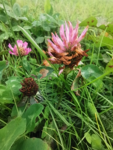Red Clover