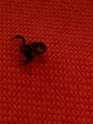 Napoleon Spider