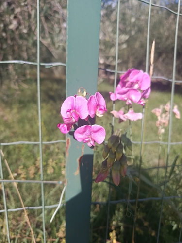 broad-leaved sweet pea