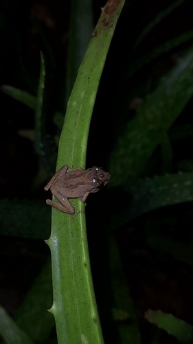 Common Shrub Frog