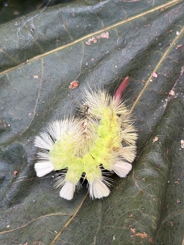 Pale Tussock Moth