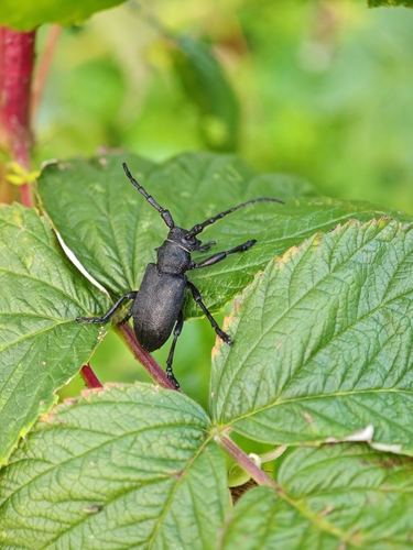 Weaver beetle