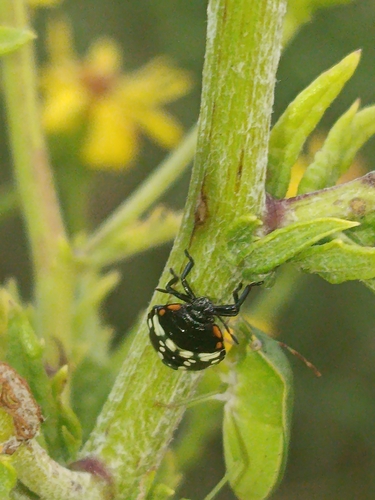 Southern Green Stink Bug