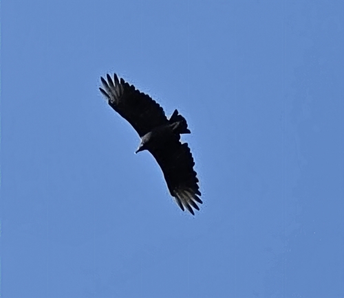 Black Vulture