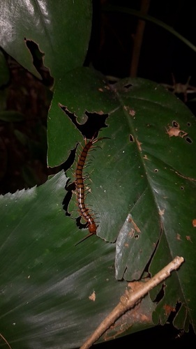 Australasian Giant Centipede