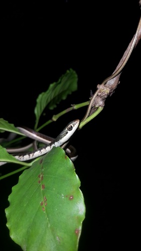 Common Bronzeback Tree Snake