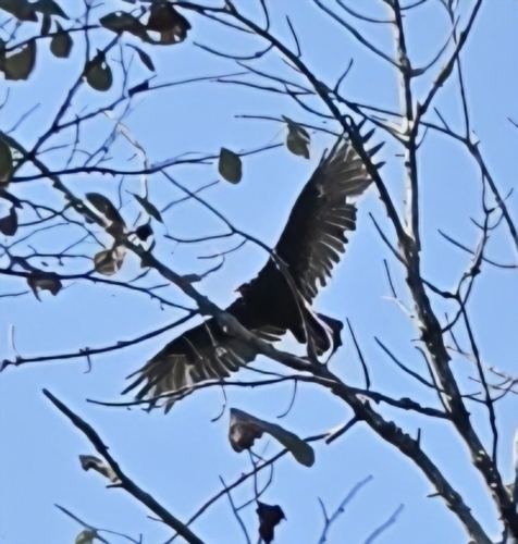 Turkey Vulture