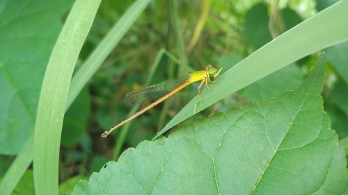 Orange-tailed Sprite