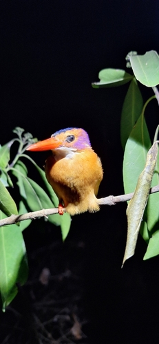 African Pygmy Kingfisher