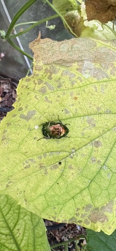 European Rose Chafer