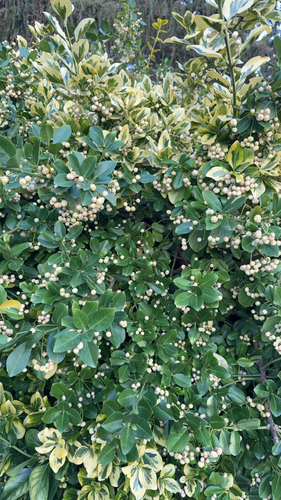Japanese spindle tree