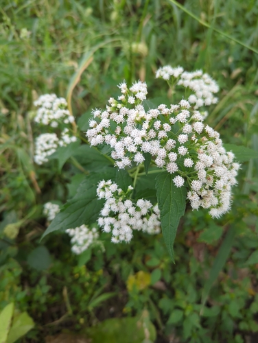 white snakeroot