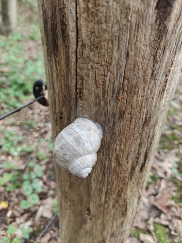 Roman Snail